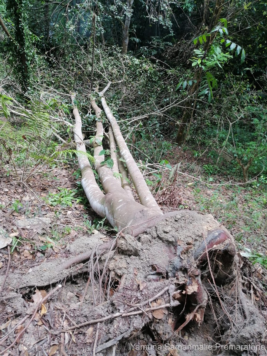 Hymenaea verrucosa Gaertn.